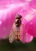 330312 – Photo : Catherine Reymonet-Smitten – France (19)